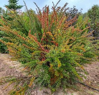 Красный клен Барбарис тунберга (30-40 см) - 1/1