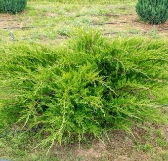 Красный клен Можжевельник средний Mint Julep (10-20 см) - 1/1