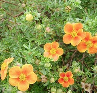 Красный клен Лапчатка кустарниковая Hopley's Orange (20-30см) - 1/1