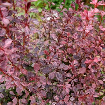 Красный клен Барбарис Тунберга Rosy Rocket (30-40см) - 1/1