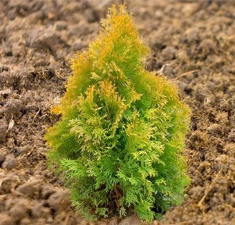 Красный клен Туя западная Golden Anna (35-40 см) - 1/1