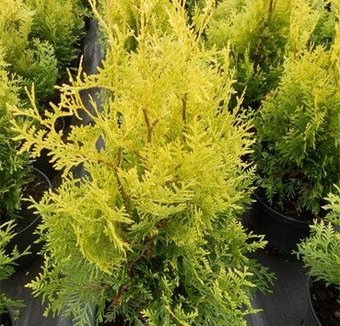 Красный клен Туя западная Golden Brabant (25-30 см) - 1/1