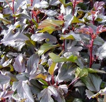 Красный клен Пузыреплодник калинолистный Red Esquir (20-40см) - 1/1