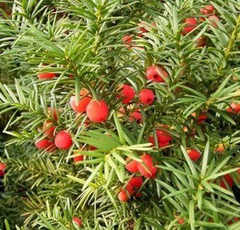 Красный клен Тис ягодный (30-35х15-20 см) - 1/1