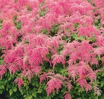 Семена цветов Красный клен Астильба японская Straussenfeder - 1/1
