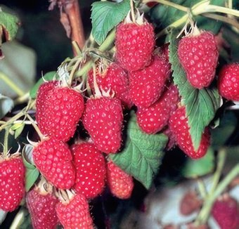 Красный клен Малина осенняя Polana (150-200 см) - 1/1