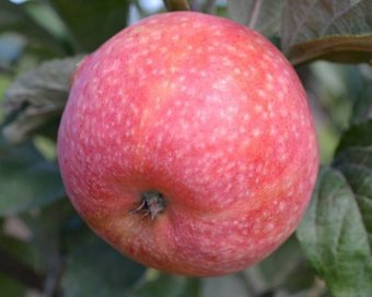 Zelensad Яблоня Конфетное (1 год) - 1/1