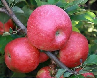 Zelensad Яблоня Хани Крисп (1 год) - 1/1