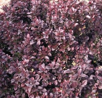 Красный клен Барбарис тунберга Concorde (15-20см) - 1/1