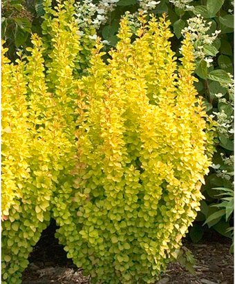 Красный клен Барбарис Тунберга Golden Rocket (30-40см) - 1/1