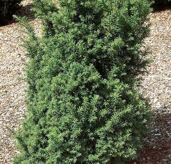 Красный клен Тис ягодный Overeynderi (30-40 см) - 1/1