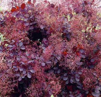 Красный клен Скумпия кожевенная Royal Purple (10-20см) - 1/1