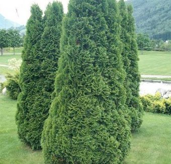 Красный клен Туя западная Holmstrup (20-25 см) - 1/1