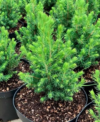 Красный клен Ель канадская Conica (15-20 см) - 1/1