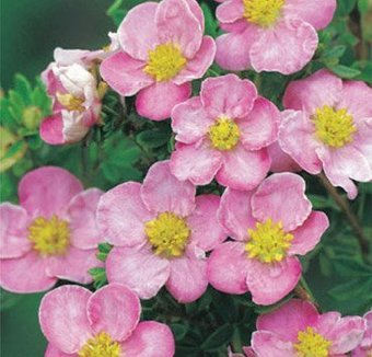 Красный клен Лапчатка кустарниковая New Dawn (20-30см) - 1/1