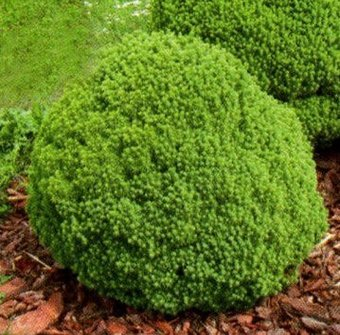 Красный клен Ель канадская Alberta Globe (15-20x20-25 см) - 1/1