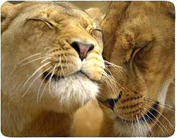 Коврик для мыши Buro BU-M40030 - 1/1